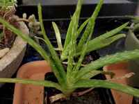 Aloe_plant